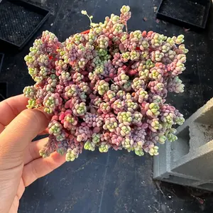 Sedum Rainbow Dasyphyllum minor 4 inch pot succulent plant