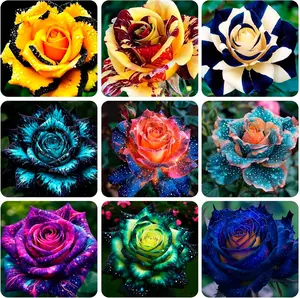 200+ Rose Hybrid Seeds for Planting Outdoor-Perennial Rare Rose Flowers Plant for Your Grarden Home Easy PLanting Mix Color Flower Seeds