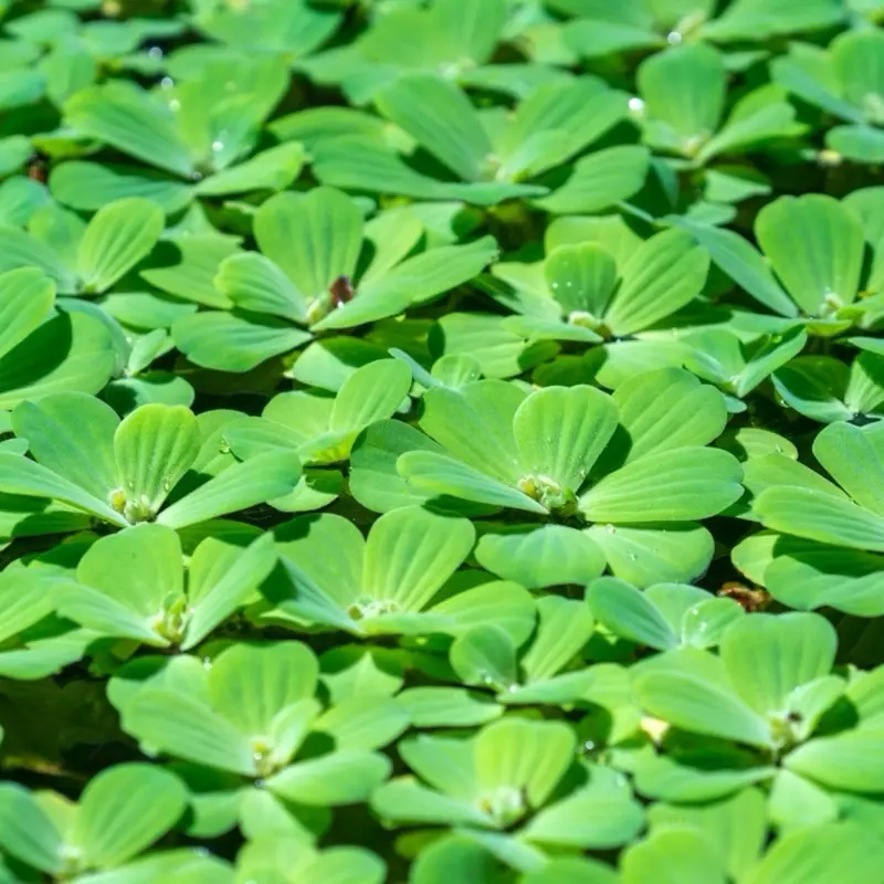 BUY 2 GET 1 FREE!!! Water Lettuce Aquarium Plant Fish Tanks