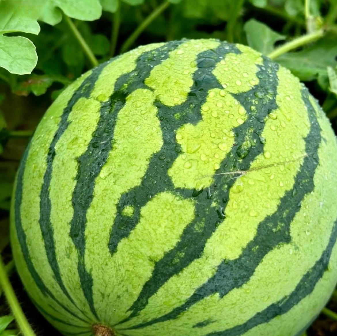 100PCS Watermelon Seeds for Planting – Heirloom Variety, Sweet Seeded Fruit, Easy Grow Garden Seeds for Home & Outdoor Planting 100PCS Watermelon Seeds for Planting – Heirloom Variety, Sweet Seeded Fruit, Easy Grow Garden Seeds for Home & Outdoor Planting