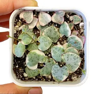 5 Variegated String of Hearts Cuttings - Ceropegia Woodii Cuttings - Hanging Plant Cuttings - Baby Succulent for Propagation