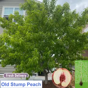 Survive 2-3 years stump peach seedlings, mature fruiting shrubs, easy to take care of, suitable for courtyard and balcony landscape decoration