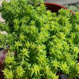Sedum Tokyo Sun Succulent