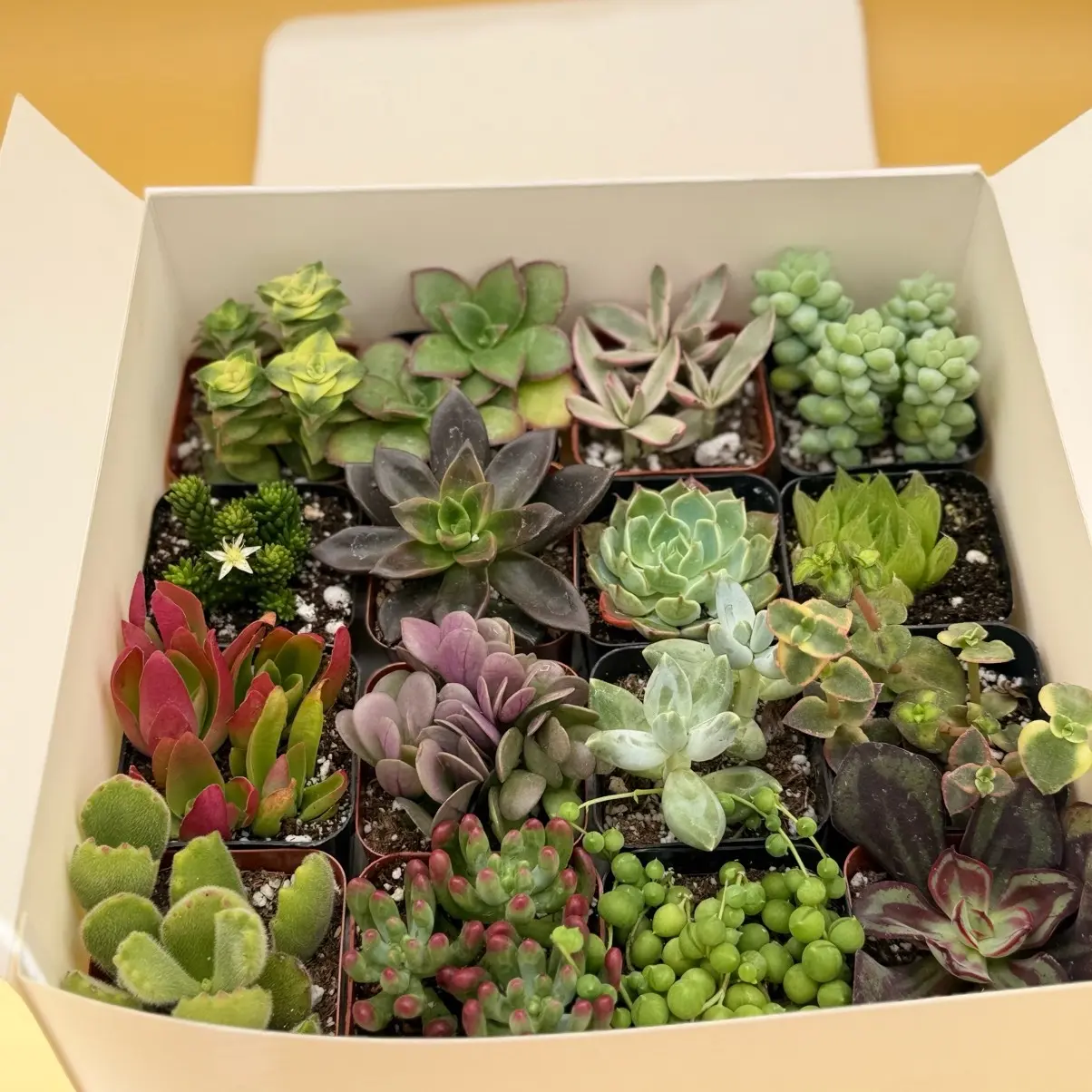 Variety 2 Inch Potted Succulents for Home Decor Colorful Variety 2 Inch Potted Succulents for Home Decor Colorful