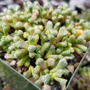 Neohenricia sibbettii