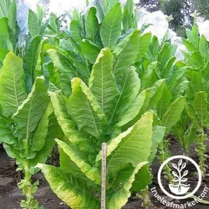Tobacco Seeds - Kentucky 17