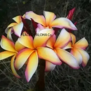 Plumeria cut 8-12 name- Makawao rainbow