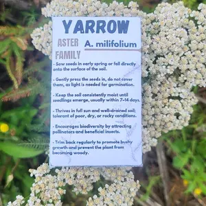 2 Gram Yarrow Seed Packet perennial seed