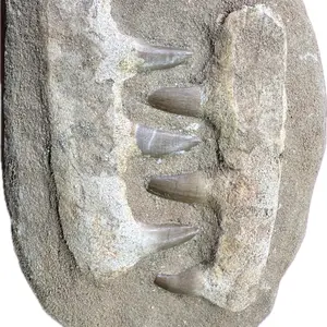 THE MOSASAUR ONE GALLON NATURAL CRYSTAL AND FOSSIL MINING BUCKET