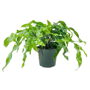 Microsorum Diversifolium (Kangaroo Paw Fern)
