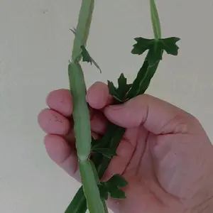 Cissus Quadrangularis Plant Cutting or Rooted