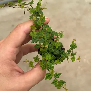 String of Frogs in a 2” Pot Live Houseplants