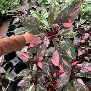 4” Pink Princess philodendron