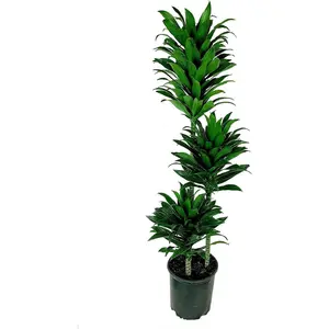 Dracaena Janet Craig Compacta Cane - Live Plant in a 10 Inch Pot - Dracaena Deremensis 'Compacta' - Easy Care Low Maintenance Houseplant