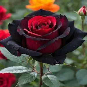 300 Mix Colorful Rose Seeds - All Seasons Outdoor Garden Plants Mixed Colors Flower Rose Seeds Aromatic Flowers for Garden Easy Grow Vibrant Display Garden Rose Seeds