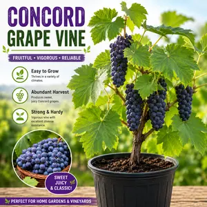 Concord Grape Vine Live Fruit Plant, Potted Climbing Vine for Home Garden, Easy-to-Grow Fruiting Plant