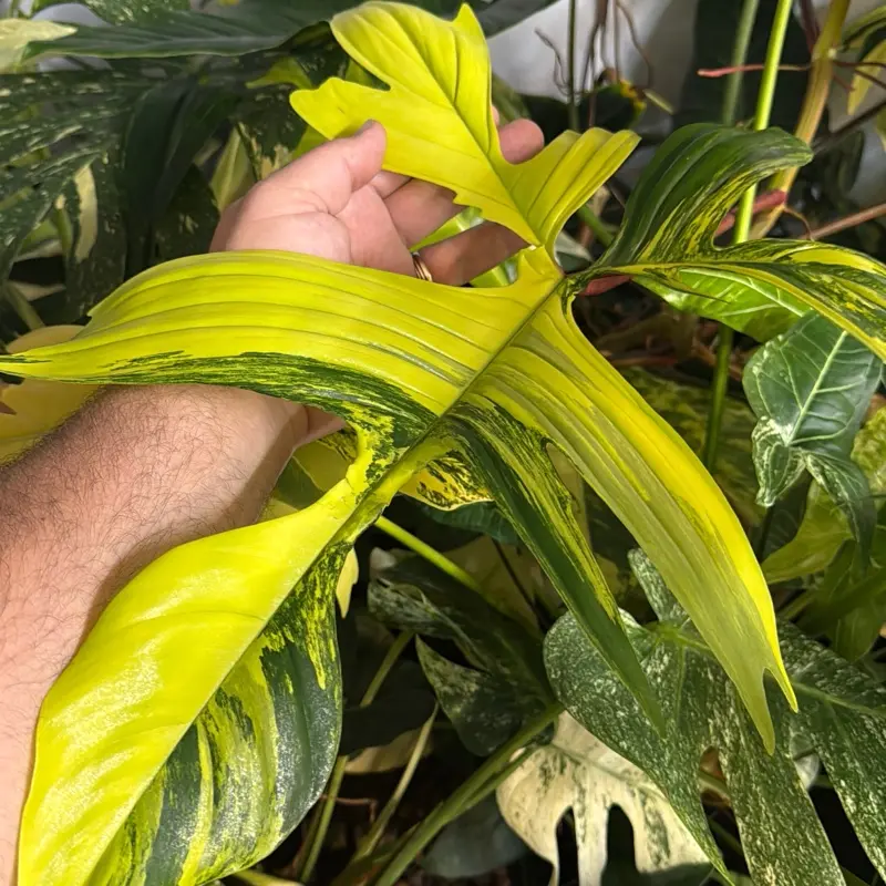 Philodendron Florida Beauty – 3” Starter Plant (Small Node Grown)