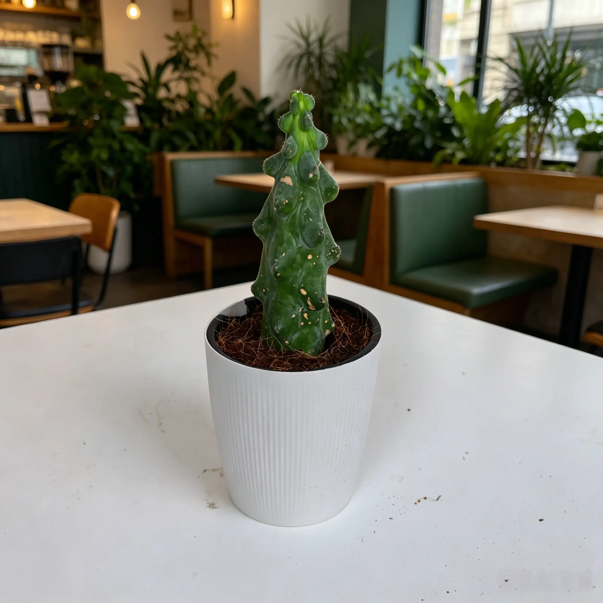 Rare Boobie Cactus Live Plant – Myrtillocactus Geometrizans Novelty Houseplant Gift