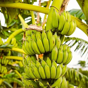 100 Banana Tree (Plantain Tree) Seeds Fresh Fruit Seeds Non-GMO Heirloom Organic Seeds | Easy to Grow Indoor/Outdoor Pot Containers Garden