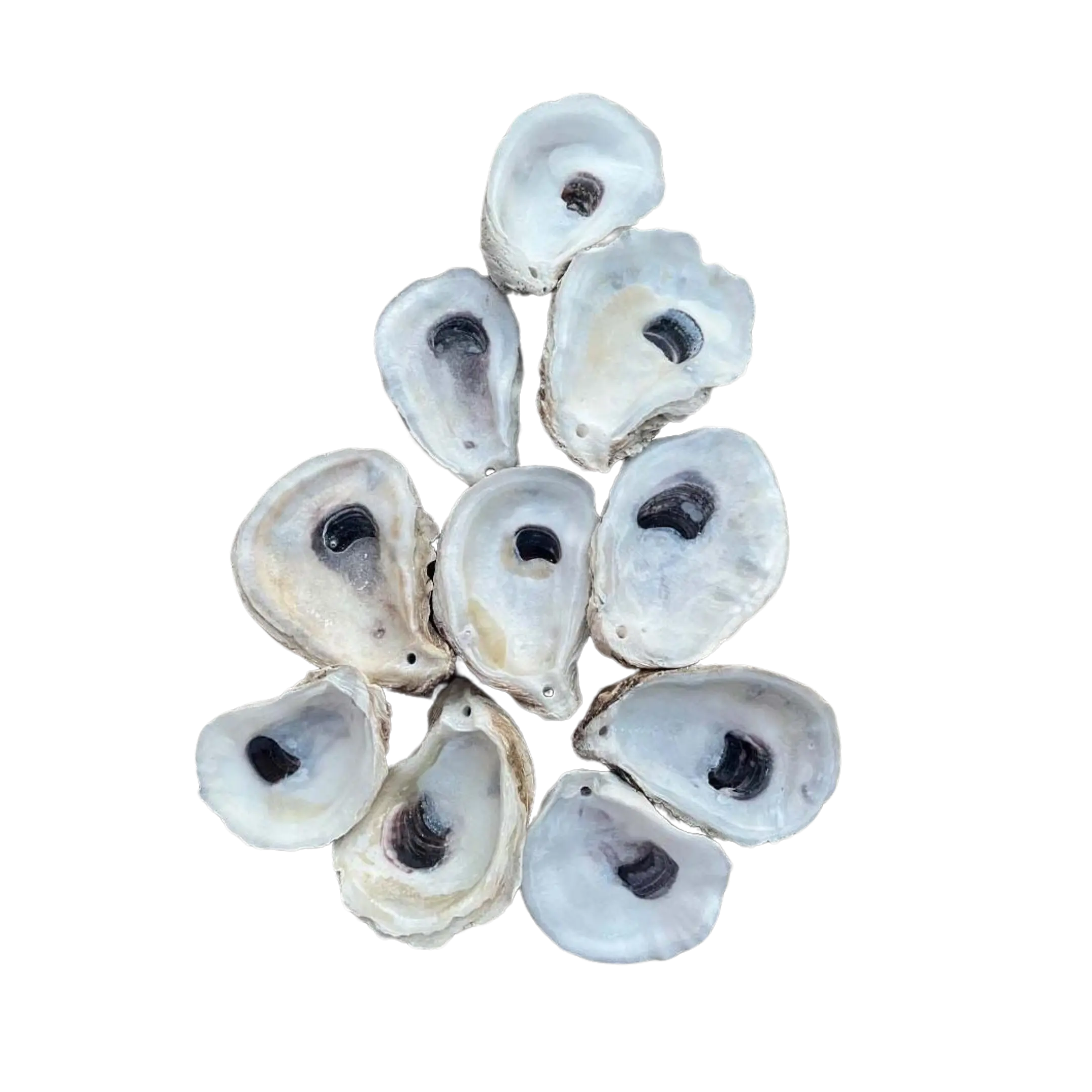 Drilled Oyster Shells – Choose Flats or Cups (2–3” / 3–4”)