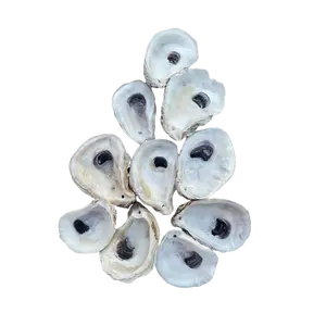 Drilled Oyster Shells – Choose Flats or Cups (2–3” / 3–4”)