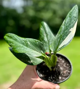 Albo Monstera Cobra Potted Live House Plant, Rare Variegated Climbing Plant for Indoor Home Decor