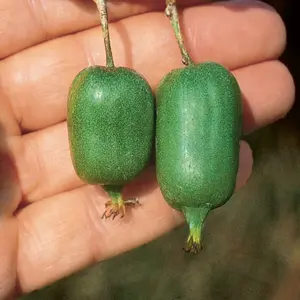 "Issai" Hardy Kiwi (Female)