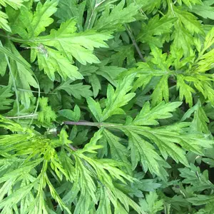 TomorrowSeeds - Yomogi Mugwort Seeds -  Artemisia princeps è“¬ ssuk ì‘¥ suuk é»„èŠ±è‰¾ Kui Ho Korean Mugwort Japanese Wormwood Asian Vegetable Seed 2024