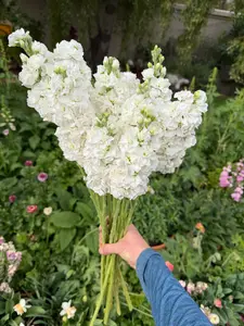 Stock Double White seeds