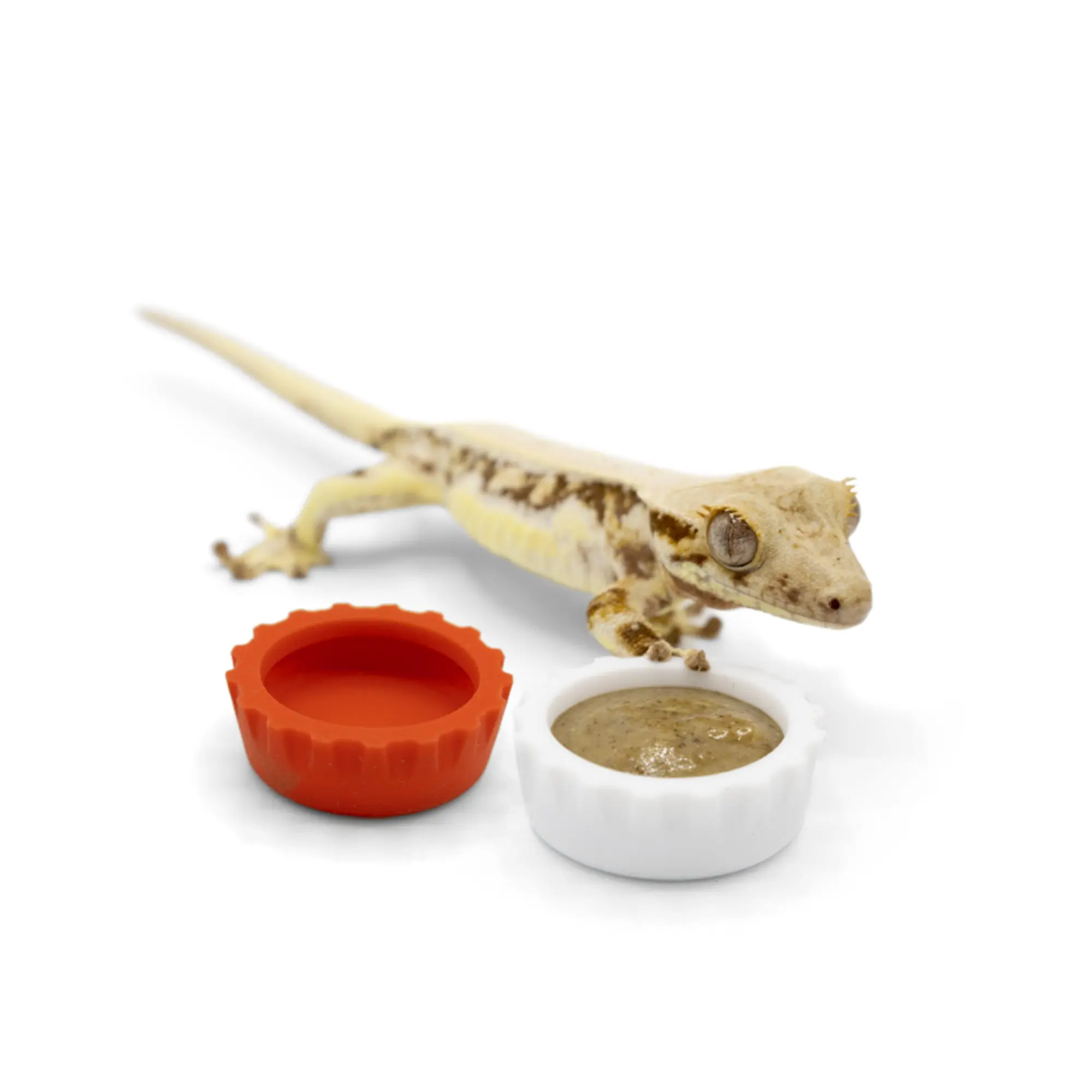 Bottle Cap Feeding Dish - Silicone Dish for Juvenile or Small Geckos