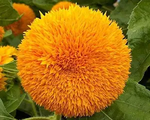 Teddy Bear Dwarf Sunflower Seeds - 50Pcs/pack - Non-GMO Heirloom Blooms for Your Charming Garden