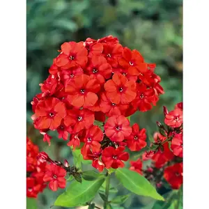 Green River 50 Orange Perfection Phlox Seeds - Flower Seed Pack, Bold Orange Blooms, Perennial Garden Favorite, Pollinator-Friendly Plants, Cottage Garden Brightener, Full Sun Color Splash, Easy To Grow And Maintain