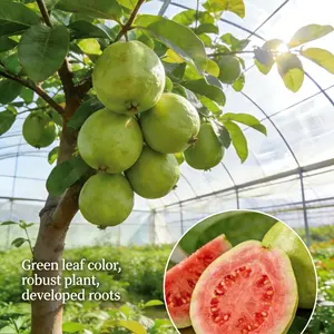 Beginner Friendly Guava Tree for Home Gardening – Easy to Grow, Fruiting Tropical Plant for Backyard, Balcony, or Indoor Pots – Perfect for Fresh Guava Harvest