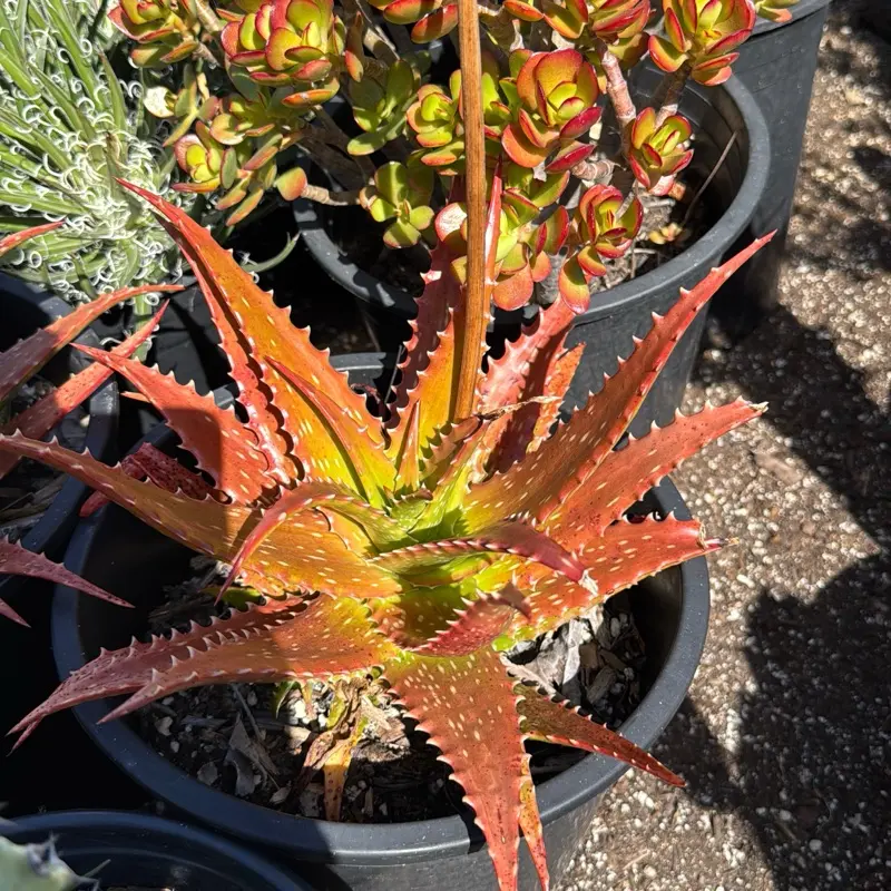 Sunset Aloe Bare roots Sunset Aloe Bare roots