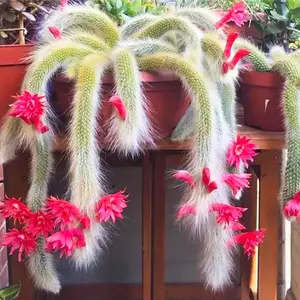 RARE* 20 Monkey's Tail Cactus Bonsai Seeds - Natural Beauty for Bonsai Trees with Green and Pink Cactus Leaves