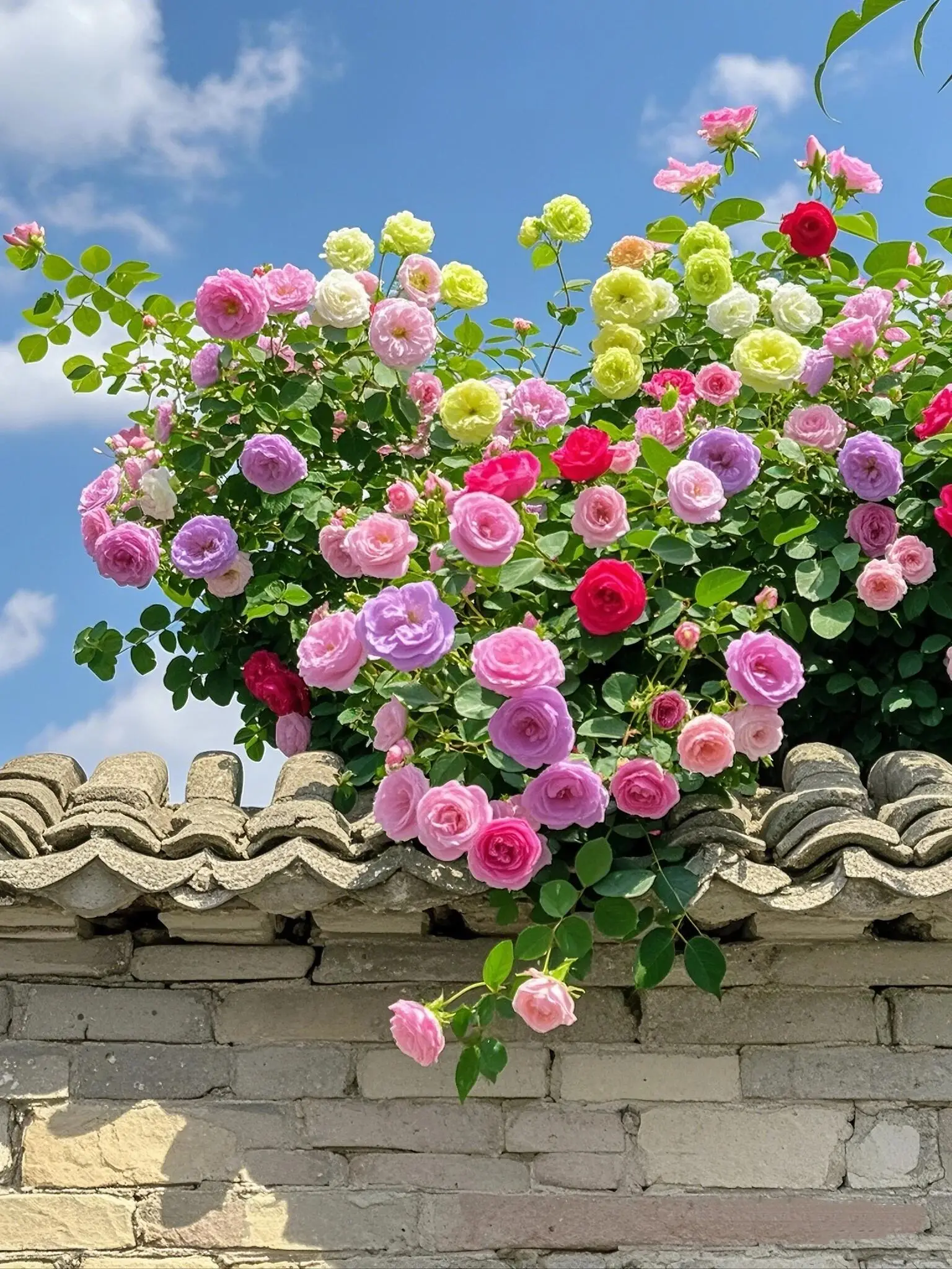 200 pcs Ornamental Climbing Rose Seeds Mixed color flower seeds Ideal for Garden Décor and Long Lasting Family Gardens