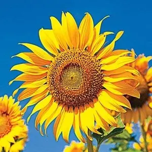 SkyScraper Sunflower Seeds for Planting | 50 Seeds | Rare, Exotic Garden Seeds | Huge 15-20 feet tall with Giant Sunflowers