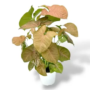 Syngonium Strawberry Cream, 4 Inch Pot, Live Pink Plant,