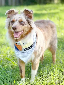 Striped Farm Truck Embroidered Pumpkin Bandana