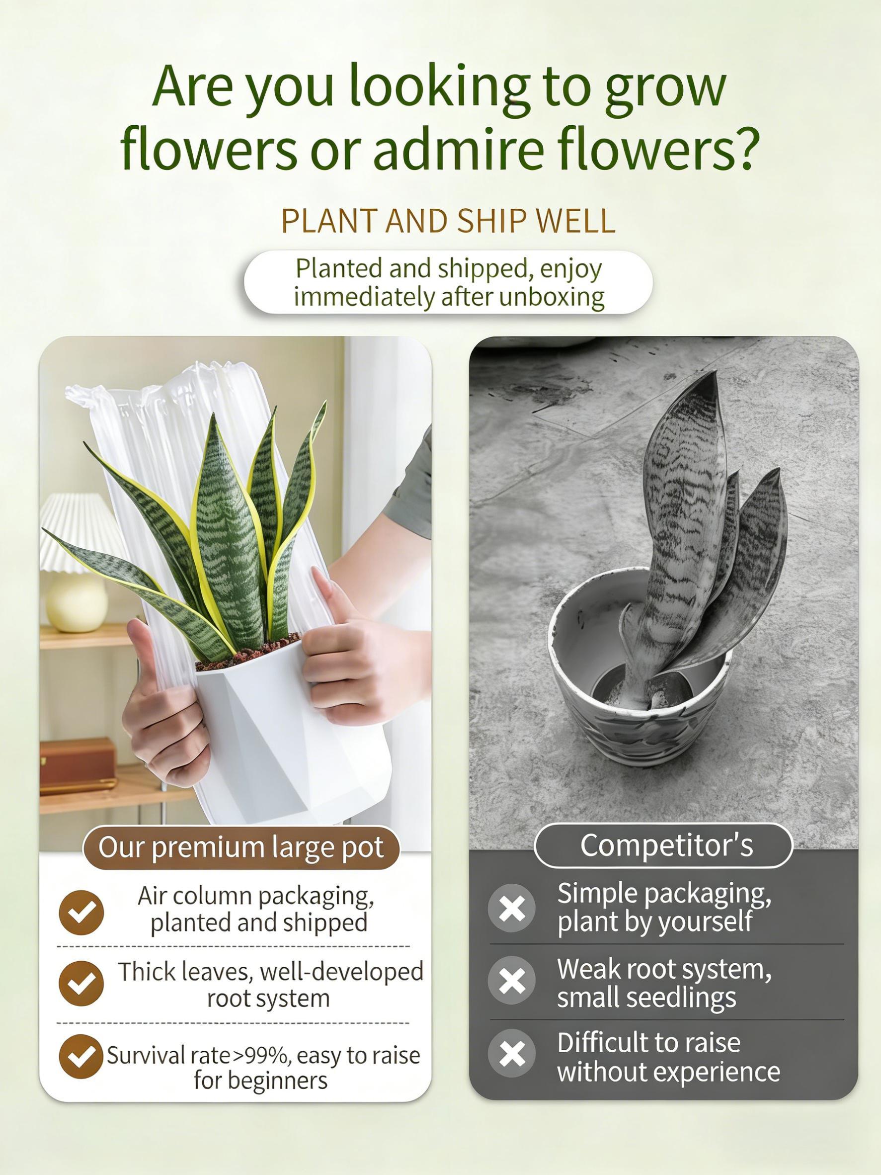 Live Exclusive | Live Snake Plant Indoor – Hardy Sansevieria Houseplant Easy Care Home Decor Plant