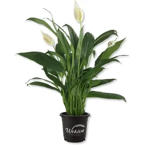 Spathiphyllum Peace Lily - Live Starter Plants in 4 Inch Pots - Spathiphyllum - Elegant Low Maintenance Air Purifying Indoor Houseplant
