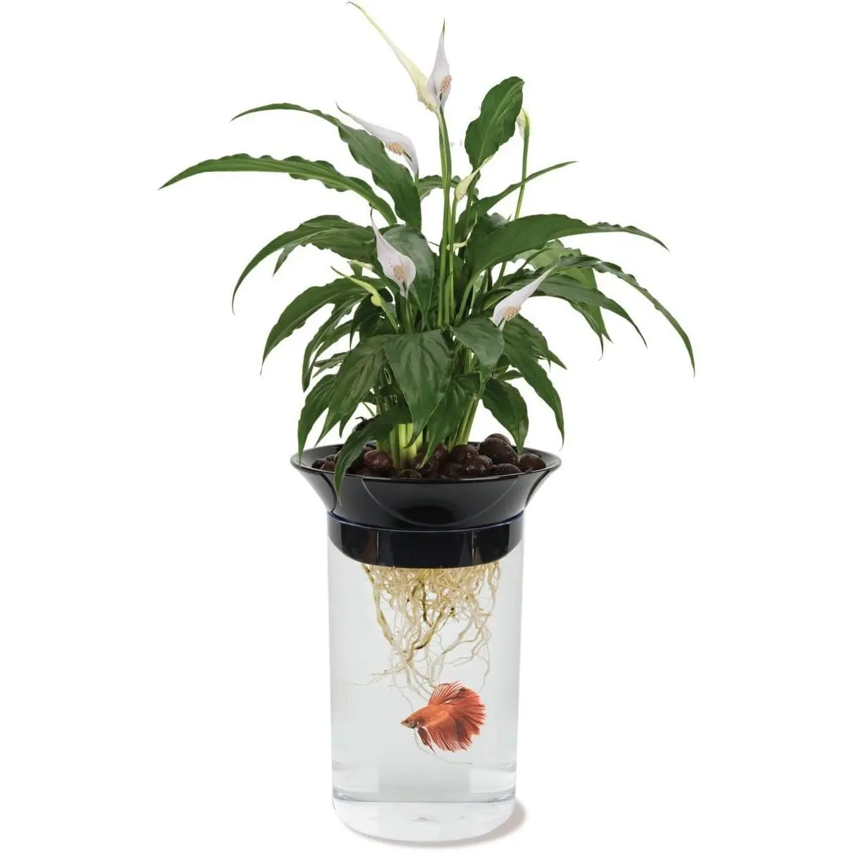 Penn Plax APON1 Aquaponic Planter and Aquarium for Betta Fish Tank Promotes Healthy Hydroponic Environment for Plants and Fish