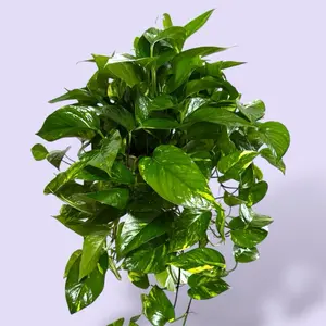 XL Golden Pothos 6” - Air Purifying Vining House Plant