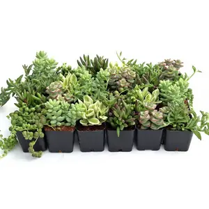 Trailing & String Succulent Pack