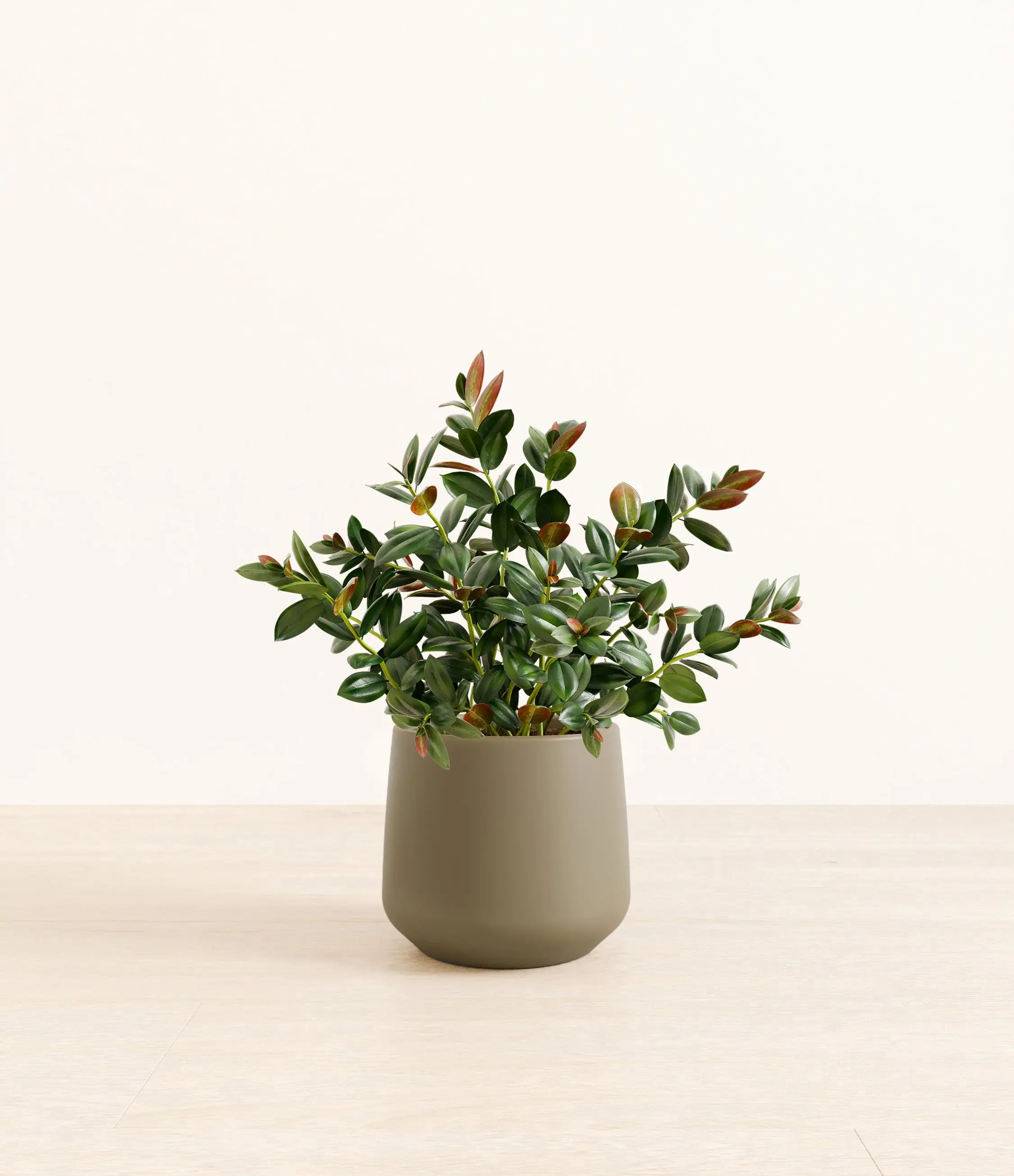 Goldfish Plant