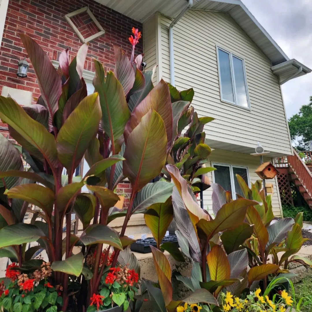 Canna Lily Bulbs