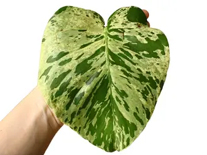 Monstera Deliciosa Vietciosa Variegated 4” Potted Live Plant - Rare Trailing Houseplant - Aurea Variegated Foliage - Exotic Tropical Aroid - Collector’s Item - Heart Shaped Leaves - Indoor Statement Piece - Designer Plant