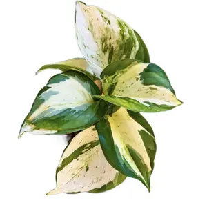Live Manjula Pothos plant-4 inch pot