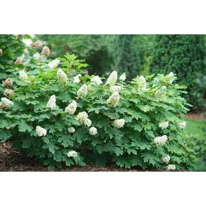 Gatsby Glow Ball® Oakleaf Hydrangea