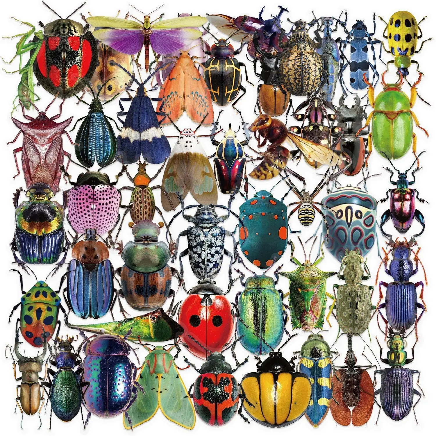 50 Transparent Realistic Insect Spider Stickers for Scrapbooking, Flat Animal Decals for Guitars and Notebooks, Decorative Craft Supplies, Various Designs